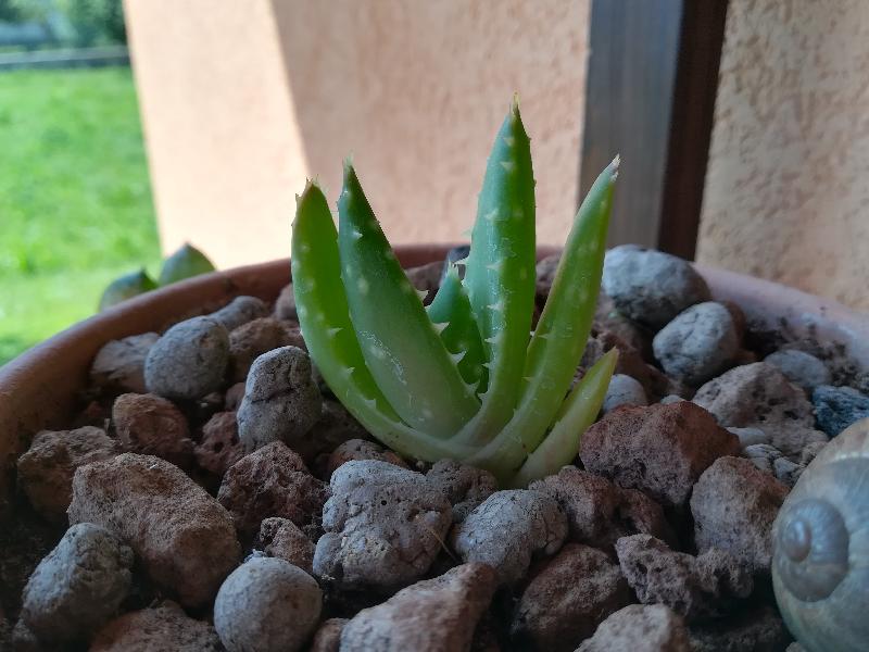 Aloe_Ferox_o_Squarrosa.jpg